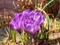 Spring crocus flowers close-up Royalty Free Stock Photo