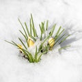 Spring crocus flowers covered with snow