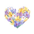 Spring crocus flowers in heart shape.