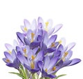 Spring Crocus Flowers Royalty Free Stock Photo