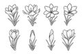 Spring crocus flowers line art sketches set, saffron drawing. Vector wildflower illustration. Hand drawn botanical outline art. Royalty Free Stock Photo