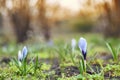 Spring crocus flowers in a natural environment Royalty Free Stock Photo