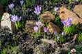 spring crocus flowers in a rock garden bed Royalty Free Stock Photo