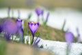 Spring crocus flowers in the snow, Easter background Royalty Free Stock Photo