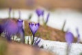 Spring crocus flowers in the snow, Easter background Royalty Free Stock Photo