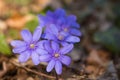 Spring crocus flowers in sunlight. Purple flowers in forest. Springtime concept. Beauty in nature, close up. Wild flowers. Royalty Free Stock Photo