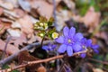 Spring crocus flowers in sunlight. Purple flowers in forest. Springtime concept. Beauty in nature, close up. Wild flowers. Royalty Free Stock Photo