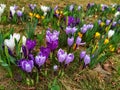 Spring crocus, Giant Dutch crocus Crocus vernus. Royalty Free Stock Photo