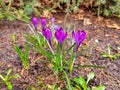 Spring crocus, Giant Dutch crocus Crocus vernus. Royalty Free Stock Photo