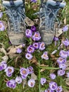 Spring Crocus in grass with walking boots. Royalty Free Stock Photo