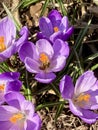 Spring Crocus in grass, violet and orange with Honeybee. Royalty Free Stock Photo
