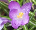 spring crocus. image of a bud Royalty Free Stock Photo