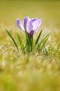 Spring crocus