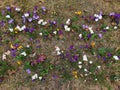 Spring crocus. Purple flowers. Royalty Free Stock Photo