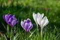 Spring crocus (crocus vernus) flowers Royalty Free Stock Photo