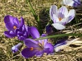 Spring crocus Crocus vernus, Giant crocus, Der FrÃÂ¼hlings-Krokus Fruhlings-Krokus oder Fruehlings-Krokus, FrÃÂ¼hlings-Safran