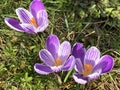 Spring crocus Crocus vernus, Giant crocus, Der Fruhlings-Krokus Fruehlings-Krokus, Fruhlings-Safran Royalty Free Stock Photo