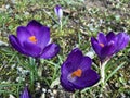 Spring crocus Crocus vernus, Giant crocus, Der Fruhlings-Krokus Fruehlings-Krokus, Fruhlings-Safran Royalty Free Stock Photo