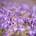 Spring crocuses