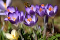 Purple spring crocus and a honey-bee collecting pollen