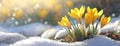 Spring Crocuses Breaking Through Snow. Bright yellow crocuses emerge from the snow, signaling the arrival of spring with Royalty Free Stock Photo