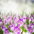 Spring crocuses close up Royalty Free Stock Photo