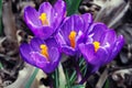 Spring Crocuses Royalty Free Stock Photo