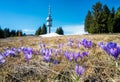 Spring crocuses in front of Snezhanka tower in the Rhodopes, Bulgaria Royalty Free Stock Photo