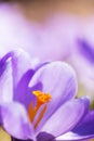 Spring crocuses in the garden Royalty Free Stock Photo