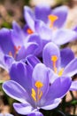 Spring crocuses in the garden Royalty Free Stock Photo