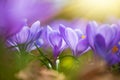 Spring crocuses, Crocus vernus Remembrance, in the garden Royalty Free Stock Photo