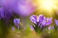 Spring crocuses, Crocus vernus Remembrance, in the garden Royalty Free Stock Photo