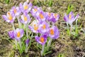 Spring crocuses flowers on sunshine meadow