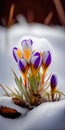 Spring crocuses flowers under snow made with generative AI