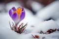 Spring crocuses flowers under snow made with generative AI