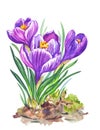 Spring crocuses flowers, watercolor on a white background, isolated Royalty Free Stock Photo