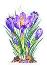 Spring crocuses flowers, watercolor on a white background, isolated Royalty Free Stock Photo