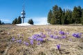 Spring crocuses in front of Snezhanka tower in the Rhodopes, Bulgaria Royalty Free Stock Photo