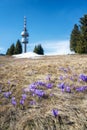 Spring crocuses in front of Snezhanka tower in the Rhodopes, Bulgaria Royalty Free Stock Photo