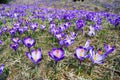 Spring Crocuses Meadow Royalty Free Stock Photo