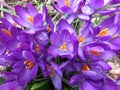 Spring Crocuses in Mid March Royalty Free Stock Photo