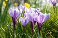 Spring crocuses opening amongst the grass Royalty Free Stock Photo