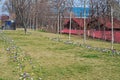 Spring crocuses in park area Royalty Free Stock Photo