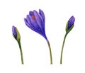 Spring crocuses