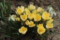 Spring Crocuses and Snowdrops Royalty Free Stock Photo