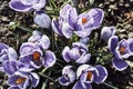 Spring crocuses - violet flowering flowers