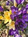 Spring crocuses yellow and Purple flowers Royalty Free Stock Photo