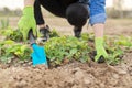 Woman gardener in gloves with garden shovel working in spring strawberry field