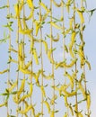 Spring curtain of willow twigs