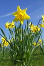 Spring daffodil Royalty Free Stock Photo